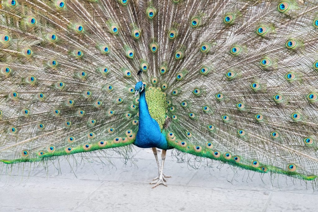 proud as a peacock