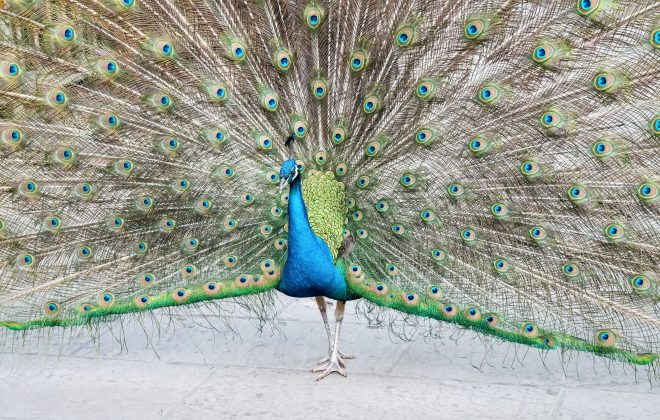 proud as a peacock